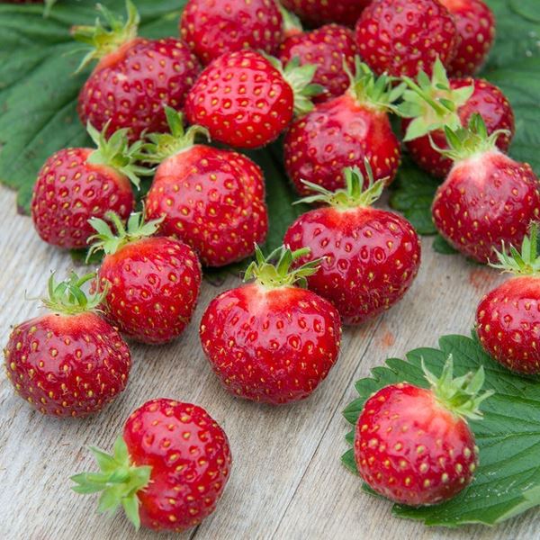 Bild von Erdbeeren-Pflanze FRAROMA 3x 4er-Schale