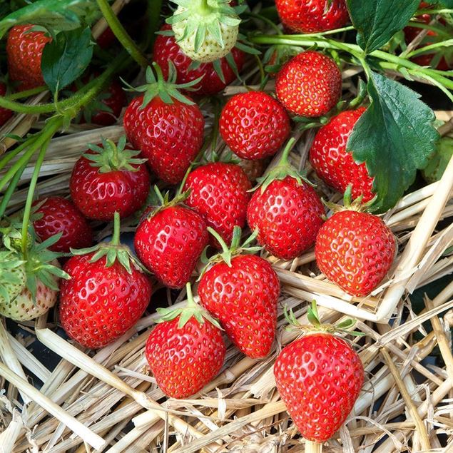 Image de Plante de fraises MARA DES BOIS 3 barquettes à 4