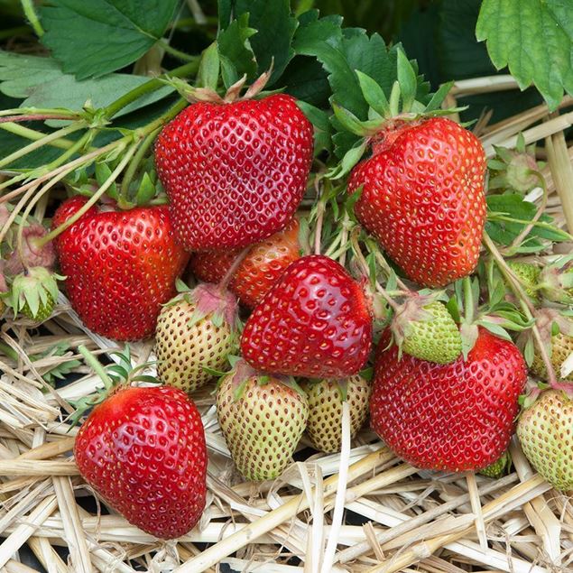 Image de Erdbeeren Pflanze THURIGA 3x 4er Schale