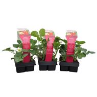 Image sur Plante de fraises NERINA 3 barquettes à 4