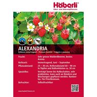 Bild von Erdbeeren-Pflanze ALEXANDRIA 3x 4er Schale
