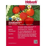 Erdbeeren Pflanze DIAMANTE 3x 6er Schale