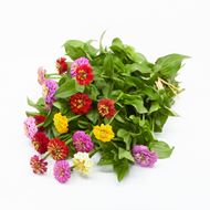 Image sur Zinnias 'frais du jardinier' à petites fleurs 20 pièces