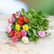 Image sur Zinnias 'frais du jardinier' à petites fleurs 20 pièces