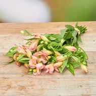 Bild von Freiland-Alstroemeria 'frisch vom Gärtner' rosa 7er Bund