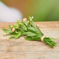 Image sur Alstroemeria 'fraîchement du jardinier' rose 7 pièces