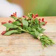 Image sur Alstroemeria 'fraîchement du jardinier' rouge 7