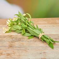 Image sur Alstroemeria 'fraîchement du jardinier' blanc 7