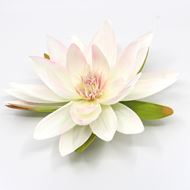 Bild von zzz**gelöscht** Seerose mit 5 Blätter weiss / Ø 16cm