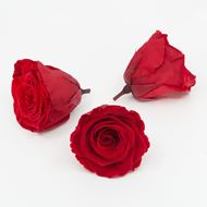 Image sur Rose lyophilisée 'rouge' Ø6cm h5cm 3 pièces
