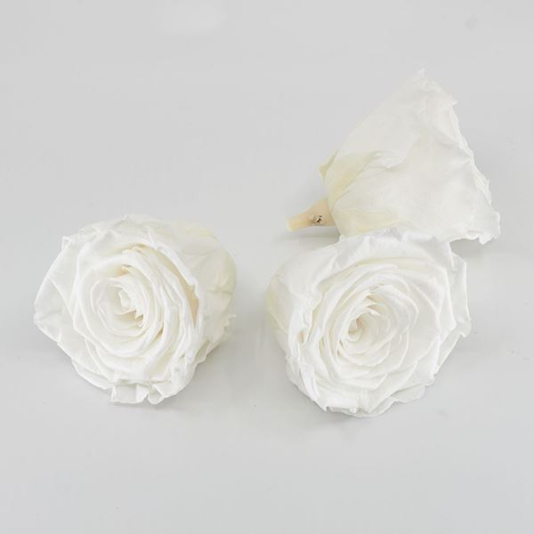 Image sur Rose lyophilisée 'blanche' Ø6cm h5cm 3 pièces