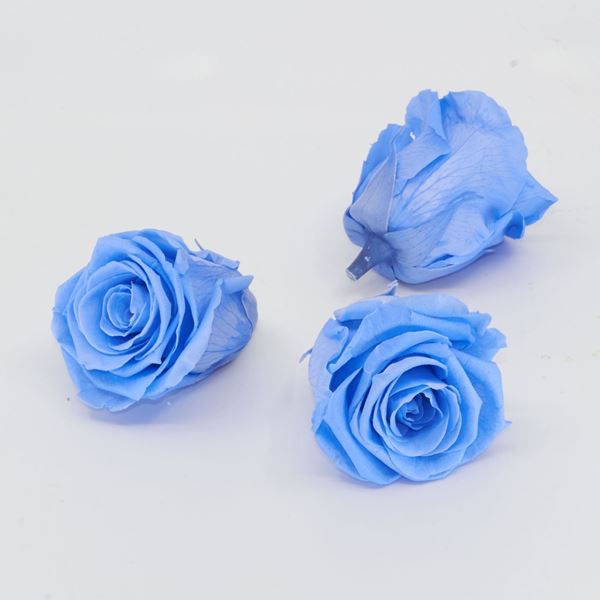 Bild von Gefriergetrocknete Rose 'blau' Ø6cm h5cm 3er Set
