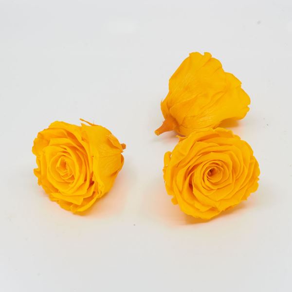 Bild von Gefriergetrocknete Rose 'gelb' Ø6cm h5cm 3er Set