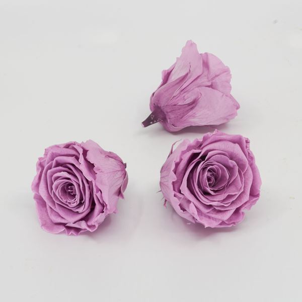 Bild von Gefriergetrocknete Rose 'lila' Ø6cm h5cm 3er Set