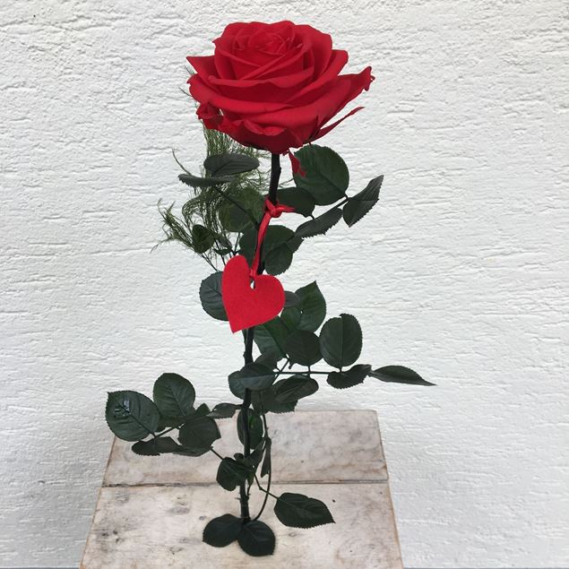 Image de Une rose en rouge véritables, stabilisée, avec coeur