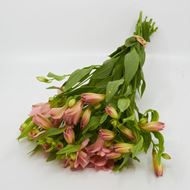 Image sur Alstroemeria 'fraîchement du jardinier' rose 7 pièces