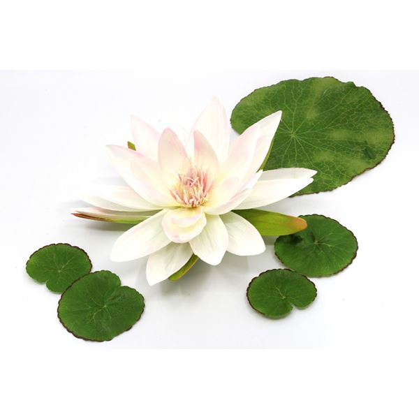 Bild von zzz**gelöscht** Seerose mit 5 Blätter weiss / Ø 16cm