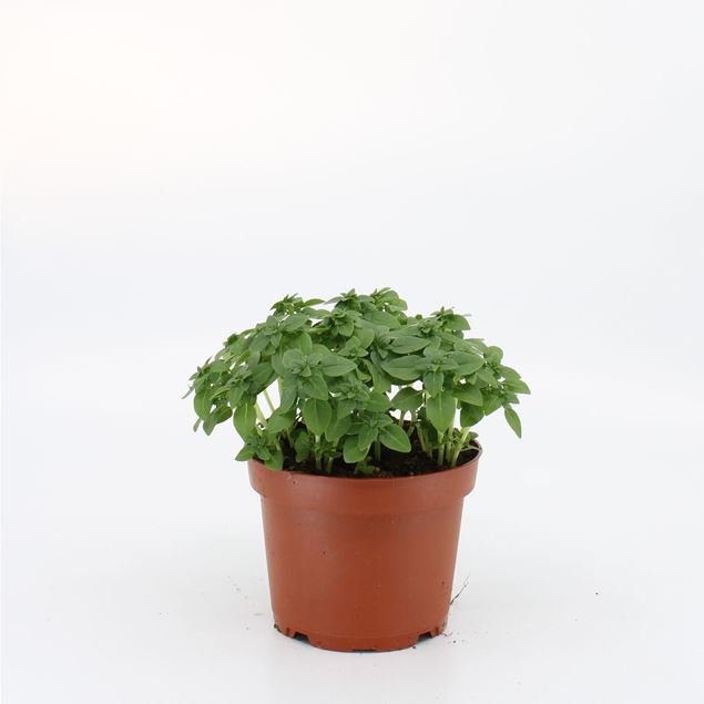 Image de Plante de Basil grec pot de 10.5cm