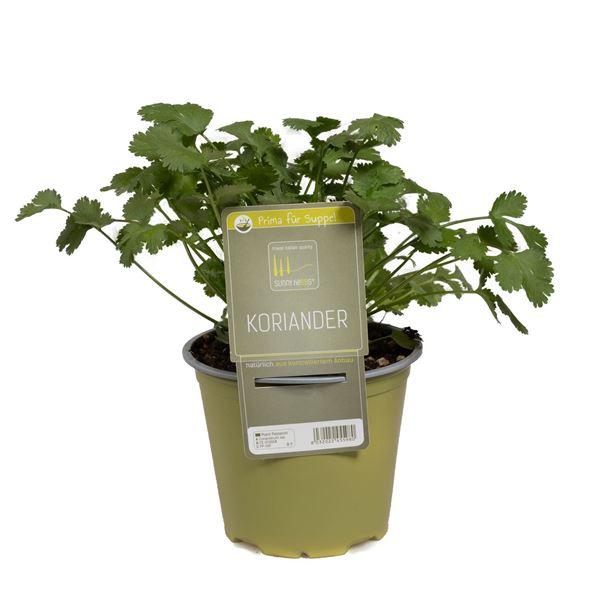 Image sur Plante de coriandre 'SunnyHerbs' pot de 14cm