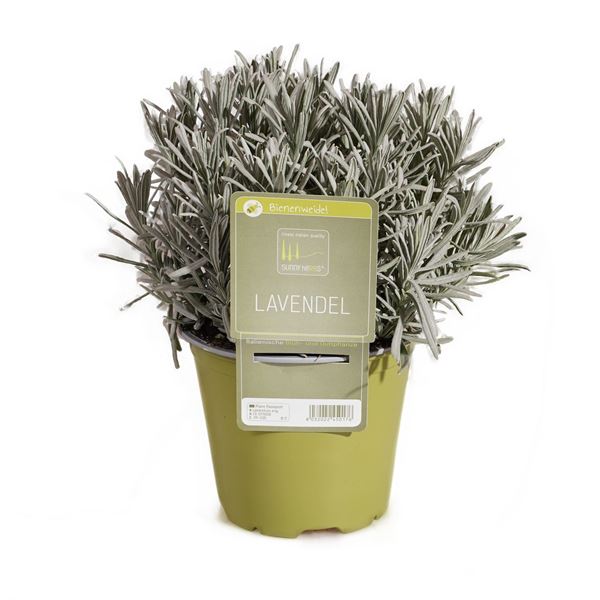 Image sur Plante de lavande angustifolia 'SunnyHerbs' pot de 14cm