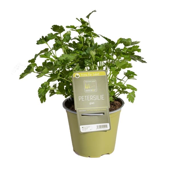 Image sur Plante de persil plat 'SunnyHerbs' pot de 14cm
