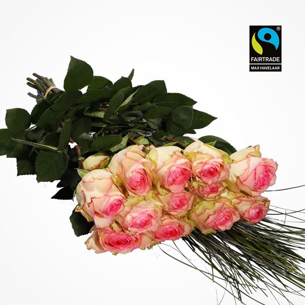 Image sur Roses sélectionnées rose vif 50cm 20 pcs avec herbe d’ours - blume 3000