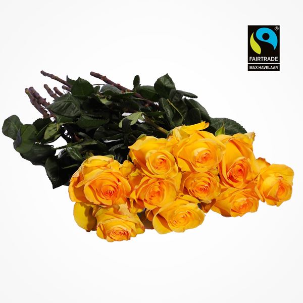 Image sur Roses sélectionnées jaune 50cm 10 pcs - blume 3000
