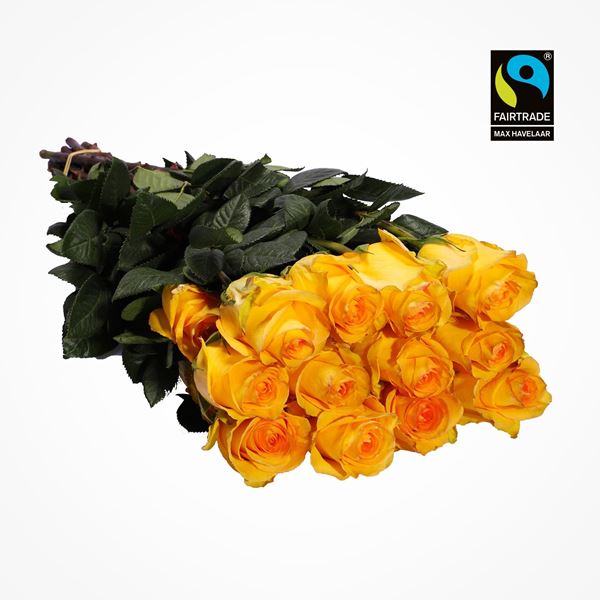 Image sur Roses sélectionnées jaunes 50cm 20 pcs - blume 3000