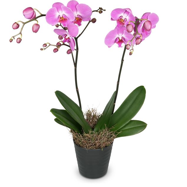 Rosa Orchidee (Phalaenopsis) im Cachepot, Medium