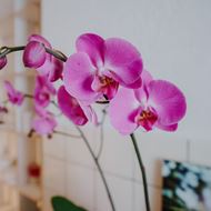 Rosa Orchidee (Phalaenopsis) im Cachepot, Premium