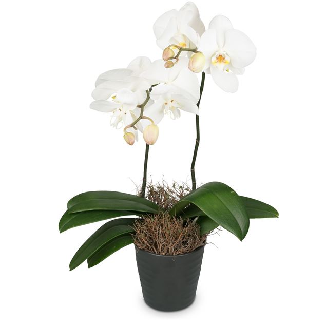 Weisse Orchidee (Phalaenopsis) im Cachepot, Premium