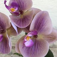Orchidee Textilblumen-Phalenopsis rosalila