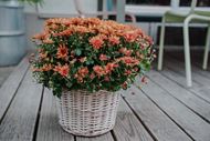Chrysantheme Orange im Korb Ø ca.32 cm H ca.40 cm