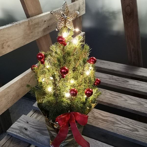 Kleiner Weihnachtsbaum