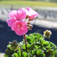 Pelargonium zonale Blumenkiste 40 cm, rosa