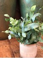 Phlebodium Blaufarn Pflanze im Keramik Gefäss Ø ca.13 cm H ca.30 cm