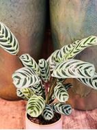 Calathea Korbmarante Pflanze im Keramik Gefäss Ø ca.13 cm H ca.36cm