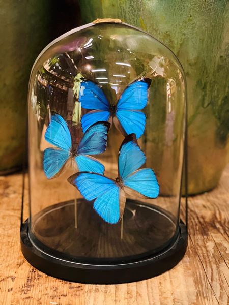 Echte präparierte Schmetterlinge, edel unter Glas Ø ca. 22 cm, H ca. 28 cm