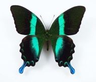 Echte präparierte Schmetterlinge, edel unter Glas Ø ca. 22 cm, H ca. 28 cm