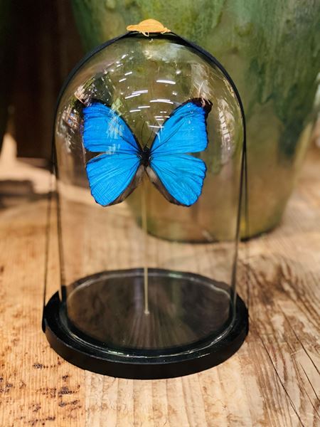 Echte präparierte Schmetterlinge, edel unter Glas Ø ca. 17 cm, H ca. 23 cm