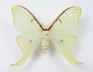 Echte präparierte Schmetterlinge, edel unter Glas Ø ca. 17 cm, H ca. 23 cm