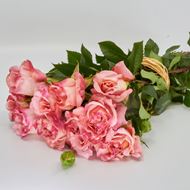 Image sur Rose parfumé 'Augusta Luise' 35cm 10 pièces