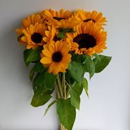 Schweizer Sonnenblumen 10 Stück ca. 60 cm