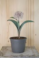 Allium karataviense im 21 cm-Topf