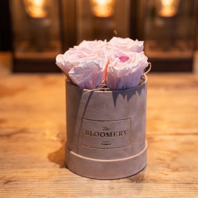 Rosenbox in Sand Samt, mit 4  stabilisierten Rosen Pink Bourgogne,  Ø 10 cm