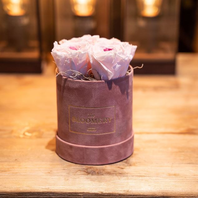 Rosenbox in Rosa Samt, mit 4  stabilisierten Rosen Pink Bourgogne, Ø 10 cm
