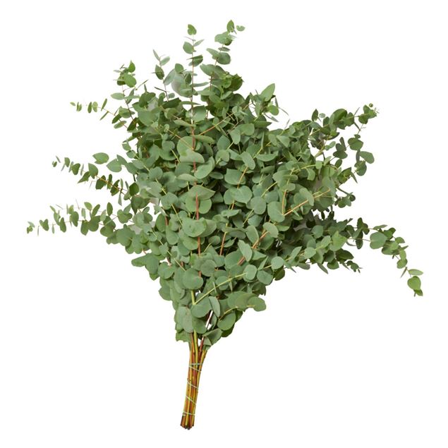 Image de Eucalyptus 'cinerea' ca. 500 grammes