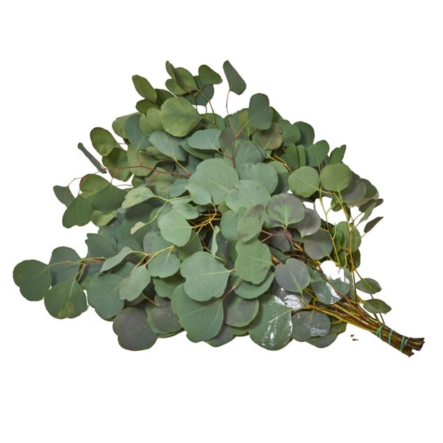 Bild von Eucalyptus 'Populus' pro 100 gramm
