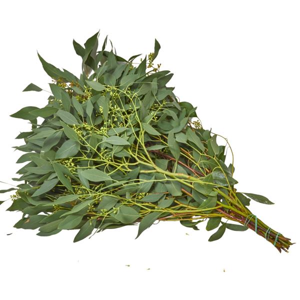 Image sur Eucalyptus 'cinerea' pour 100 grammes