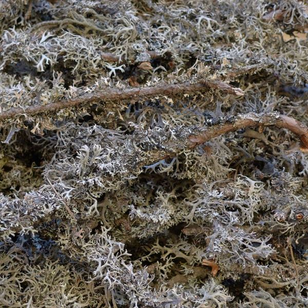 Image sur Lichens végétaux 100 grammes